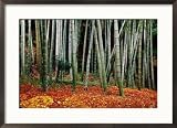 Autumn Leaves on Ground at Saiho-Ji, Kyoto, Japan Framed Photographic Poster Print by Frank Carter, 29x21