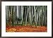 Autumn Leaves on Ground at Saiho-Ji, Kyoto, Japan Places Framed Photographic Poster Print by Frank Carter, 29x21