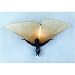 Quoizel Yuma Flush Wall Sconce