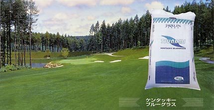 芝の種（業務用）：ケンタッキーブルーグラス ツナミ1kg入り