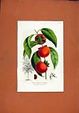 PEACH FRUIT HAND COLORED DIAGRAM PRINT c1831 ANTIQUE