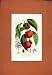 PEACH FRUIT HAND COLORED DIAGRAM PRINT c1831 ANTIQUE