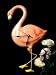 Pink Flamingo Pendulum Clco
