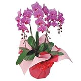 ミディ胡蝶蘭ピンク3本立【送料無料】