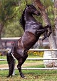  : Black Horse (Rearing Up) Art Poster Print - 24" X 36"