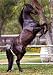 All Products : Black Horse (Rearing Up) Art Poster Print - 24" X 36"
