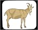 Mouse Pad with male, domestic, goat, billygoat, barnyard, billy, livestock, beard, animal, horns, get Image