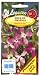 Polish Flower Seeds - Night-Scented Stock - Maciejka