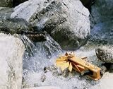 Turbinchen - der Schnelll&auml;ufer von Kraul - Kraul