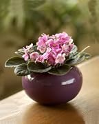 Floral African Violet in Purple Pot - A Beautiful Gift That Grows!