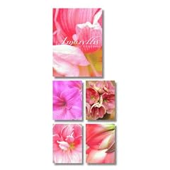 Amaryllis Note Cards in a Two-Piece Box