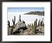 Cacti on Isla De Los Pescadores, and Salt Flats, Salar De Uyuni, Southwest Highlands, Bolivia Framed Art Poster Print by Tony Waltham, 22x18