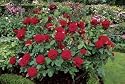 Englische Rose 'L.D.Braithwaite' -R- im 4 L Container
