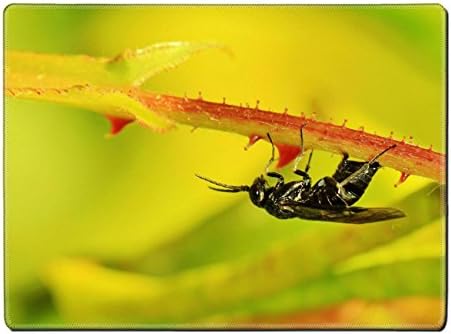 sting flora close prickly garden plant QZone Placemat Pads Customized Made To Order Support Ready 15 6/8 Inch (400mm) X 11 13/16 Inch (300mm) X 1/8 Inch (3mm) High Quality Eco Friendly Cloth With Neoprene Rubber