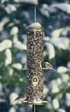 Aspects Brass Big Tube Wild Bird Feeder