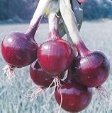 Onion Seeds - Onion Redwing Hybrid