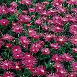 Ice Plant Ground Cover - 1,000 Seed Packet