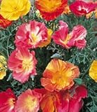 California Poppy Thai Silk Mix - 1 Pkt.(100 seeds)