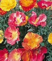 California Poppy Thai Silk Mix - 1 Pkt.(100 seeds)