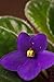 African Violet Vertical - 24