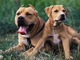 Domestic Dogs, Pit Bull Terrier with Puppy Animals Photographic Poster Print by Adriano Bacchella, 16x12