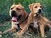 Domestic Dogs, Pit Bull Terrier with Puppy Animals Photographic Poster Print by Adriano Bacchella, 16x12