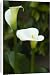 Canvas Prints of CRH-1028 Arum lillies - tuberous perennials grown for their leaves and trumpet from Ardea Wildlife Pets