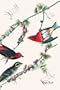 Purple Finch, Art Poster by John James Audubon
