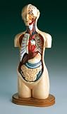 Deluxe Knowbody Torso-DG710