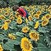 Outdoor Living : Sunspot Sunflower Packet