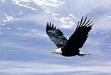 Large 35x23 inch Soaring Bald Eagle Poster