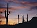 Saguaro Cacti are Silhouetted against the Sky Premium Photographic Poster Print, 24x18