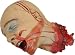 Severd Head Halloween Prop
