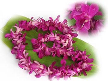 Dendrobium Orchid Lei Single Fresh