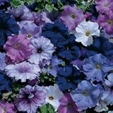 Petunia Seeds - Petunia Aladdin Nautical Hybrid Mix
