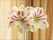 Outdoor Living : Amaryllis Sydney' Bulbs