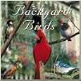 Backyard Birds