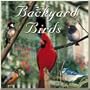 Backyard Birds