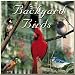 Backyard Birds