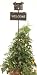 pug29  - Bobble Head Pug Dog Welcome Stake