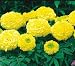 Marigold Seeds - Marigold Antigua Primrose Hybrid