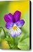 Pansy Viola Cornuta Canvas Print / Canvas Art - Artist David Bleeker