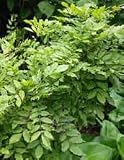 Wisteria sinensis: Chinese Wisteria Seeds