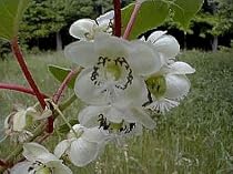 Hardy Kiwi Fruit 10 Seed - Actinidia chinensis