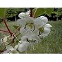 Hardy Kiwi Fruit 10 Seed - Actinidia chinensis