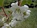Hardy Kiwi Fruit 10 Seed - Actinidia chinensis