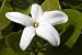 Rare Flower - 24