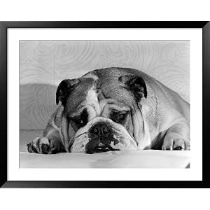 Bruce the Old English Bulldog Not Feeling His Best, November 1978 Framed Art Poster Print, 49x39