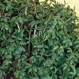 Vegetable Seeds - Sprouting Seed Curled Cress