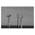 Trademark Global Pelicans at Bay by Cary Hahn - 24X18X1.5